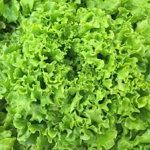 Salade Bio pour Burger | Livraison Perpignan